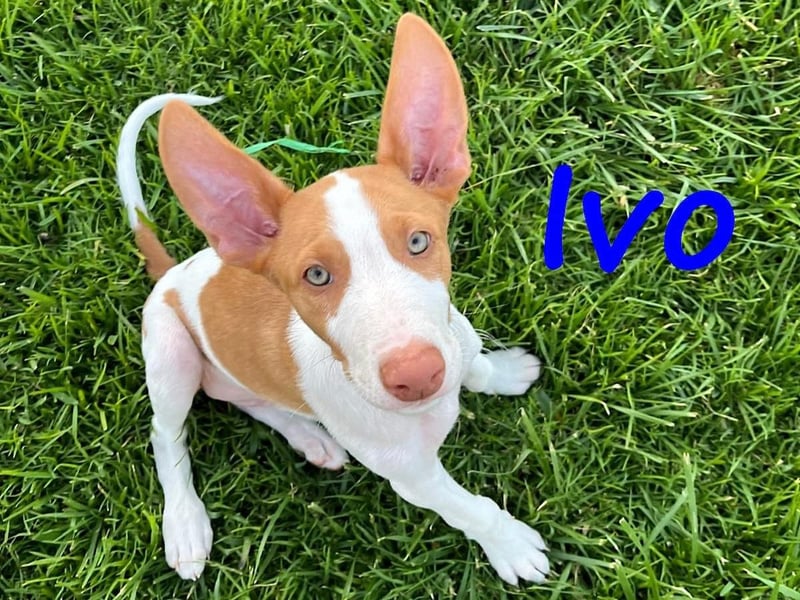 Ivo geb. 03/2025 (ESP) - verspielter Podenco Ibicenco Welpe!