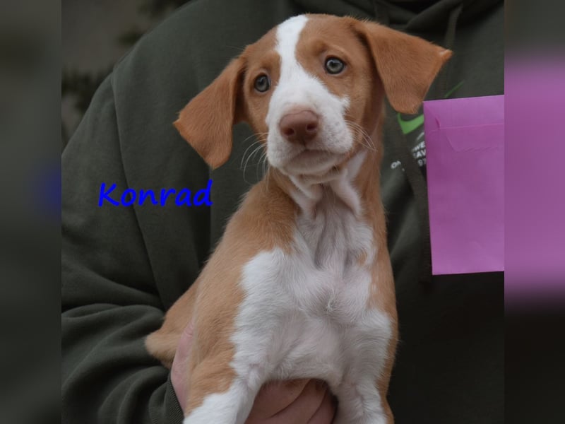 Konrad geb. 03/2025 (ESP) - lustiger Podenco Ibicenco Welpe!