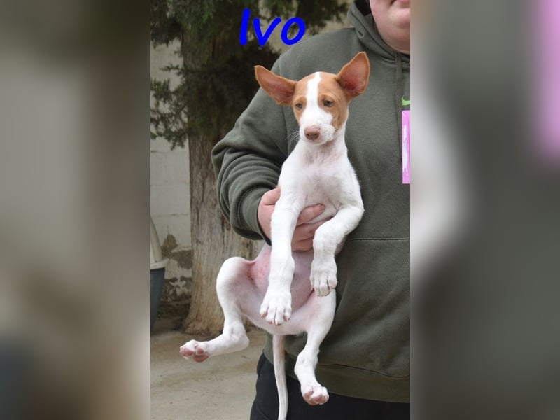 Ivo geb. 03/2025 (ESP) - verspielter Podenco Ibicenco Welpe!