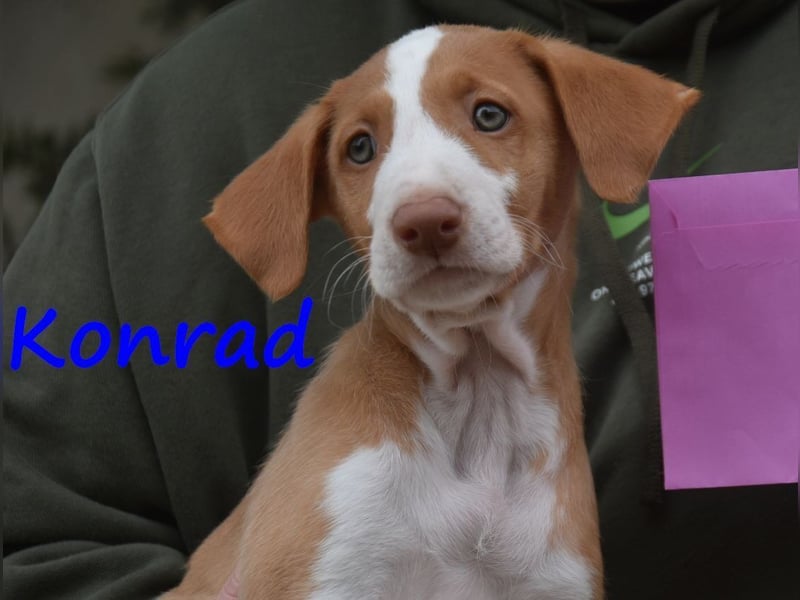 Konrad geb. 03/2025 (ESP) - lustiger Podenco Ibicenco Welpe!