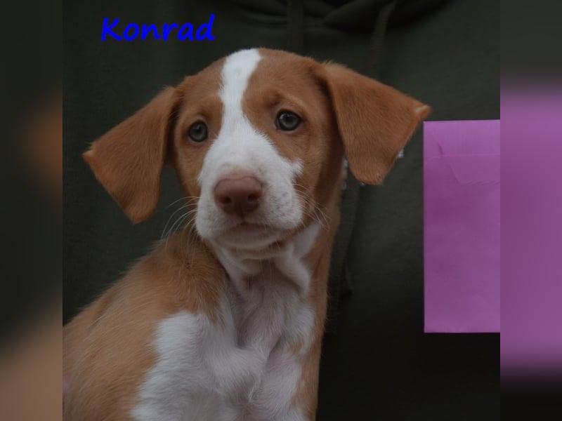 Konrad geb. 03/2025 (ESP) - lustiger Podenco Ibicenco Welpe!