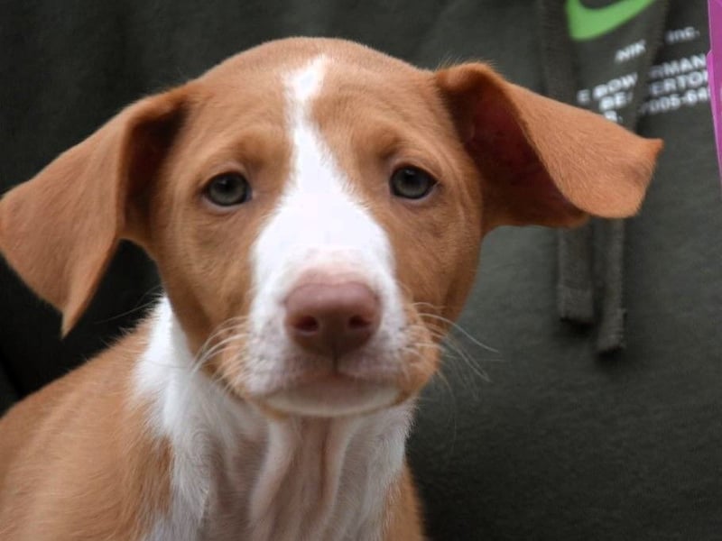 Rudi2 geb. 03/2025 (ESP) - sportlicher Podenco Ibicenco Welpe!