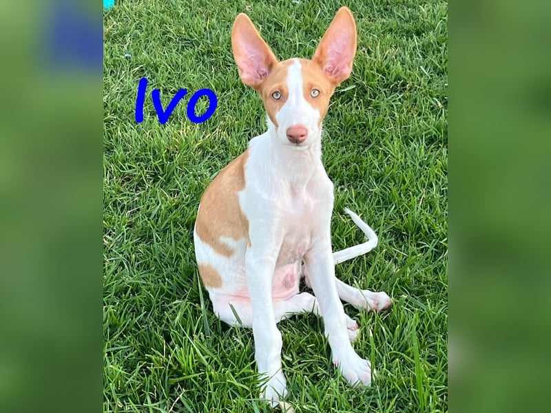 Ivo geb. 03/2025 (ESP) - verspielter Podenco Ibicenco Welpe!