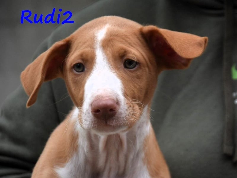 Rudi2 geb. 03/2025 (ESP) - sportlicher Podenco Ibicenco Welpe!