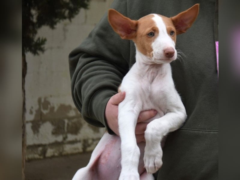 Ivo geb. 03/2025 (ESP) - verspielter Podenco Ibicenco Welpe!
