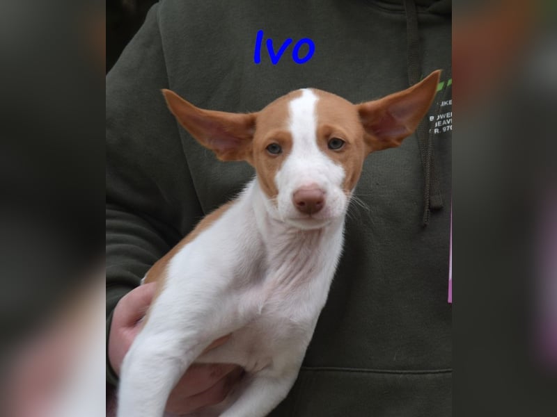 Ivo geb. 03/2025 (ESP) - verspielter Podenco Ibicenco Welpe!