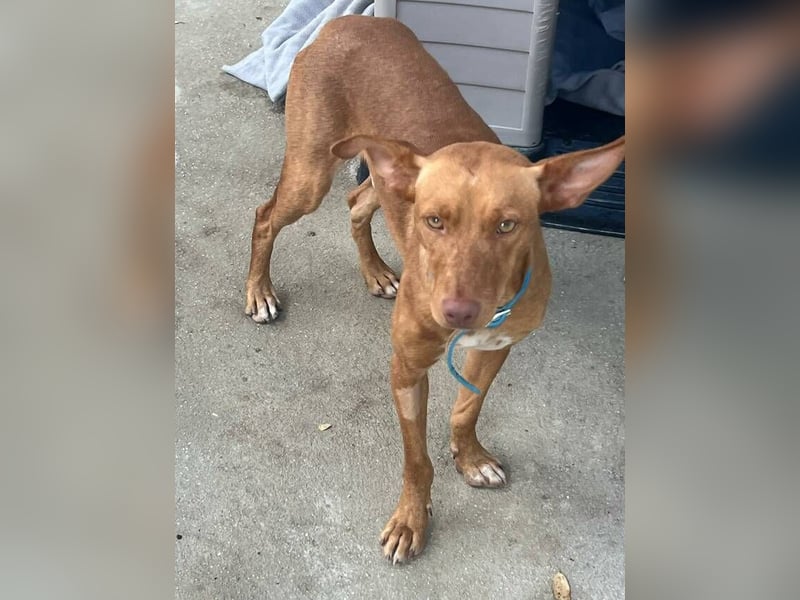 Dobby (Spanien) – Aktiver Wirbelwind sucht dynamische Familie