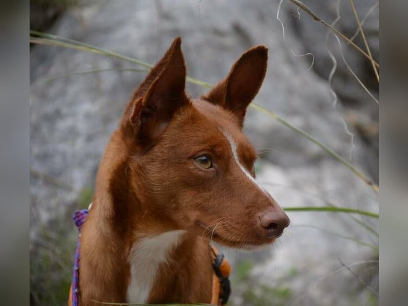 Vicente (Spanien) – Schmusebär sucht Kuschelpartner