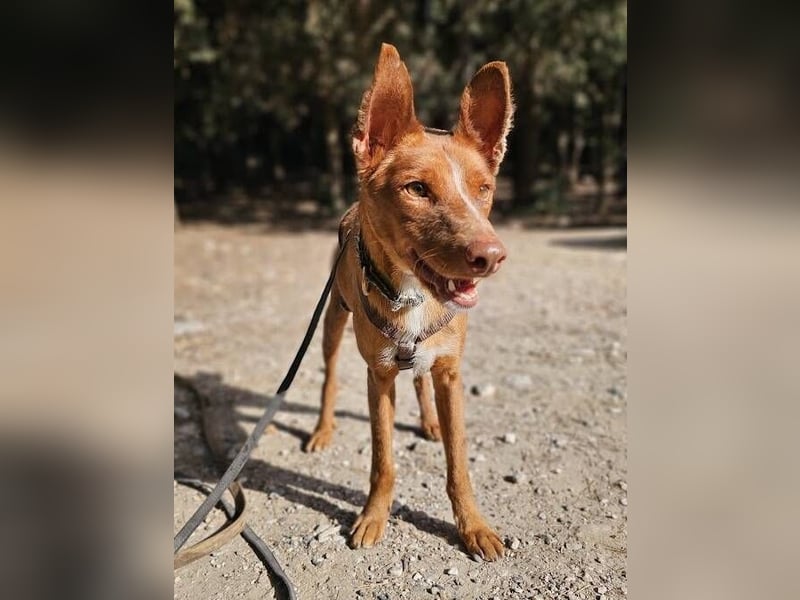 Vicente (Spanien) – Schmusebär sucht Kuschelpartner