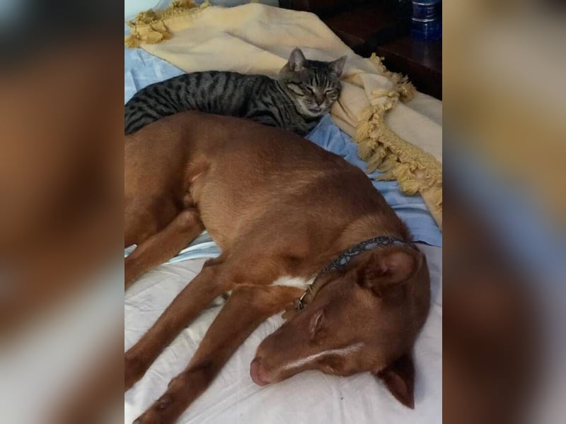 Vicente (Spanien) – Schmusebär sucht Kuschelpartner