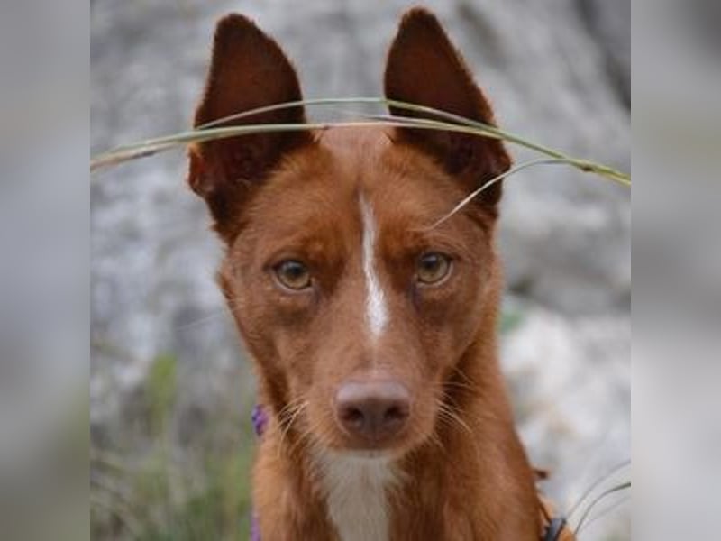 Vicente (Spanien) – Schmusebär sucht Kuschelpartner