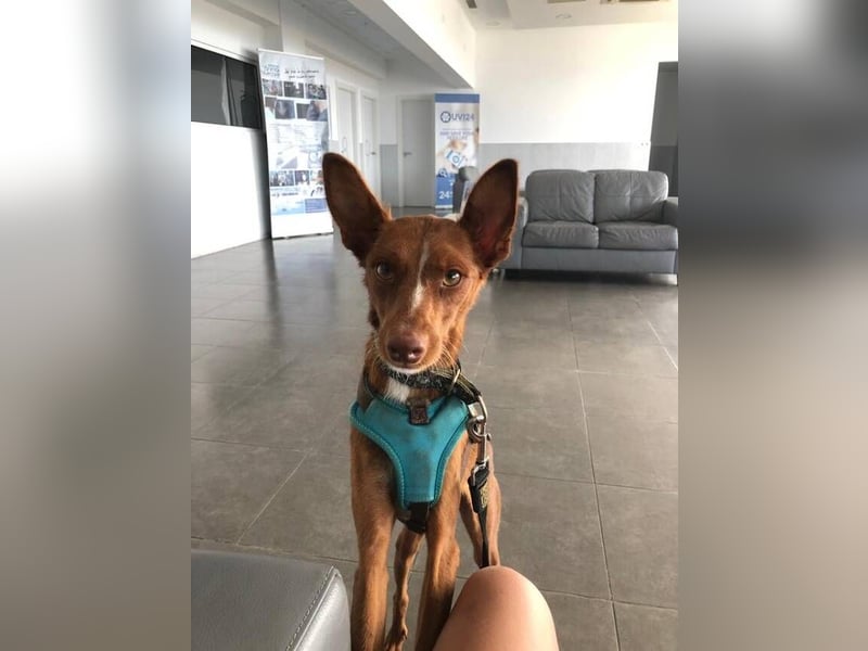Vicente (Spanien) – Schmusebär sucht Kuschelpartner