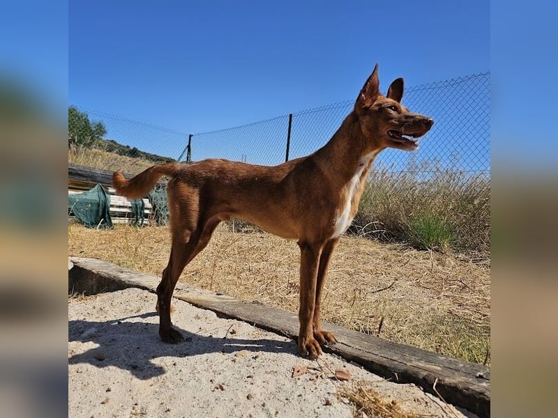 Vicente (Spanien) – Schmusebär sucht Kuschelpartner