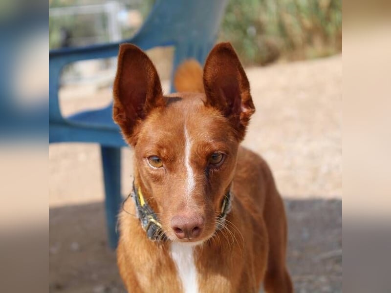 Vicente (Spanien) – Schmusebär sucht Kuschelpartner
