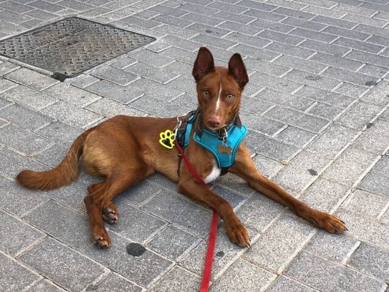 Vicente (Spanien) – Schmusebär sucht Kuschelpartner