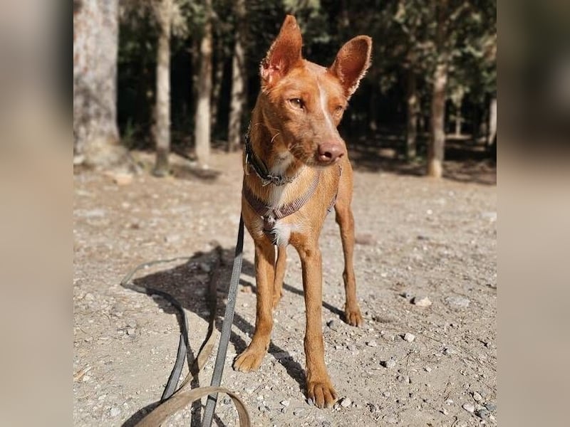 Vicente (Spanien) – Schmusebär sucht Kuschelpartner