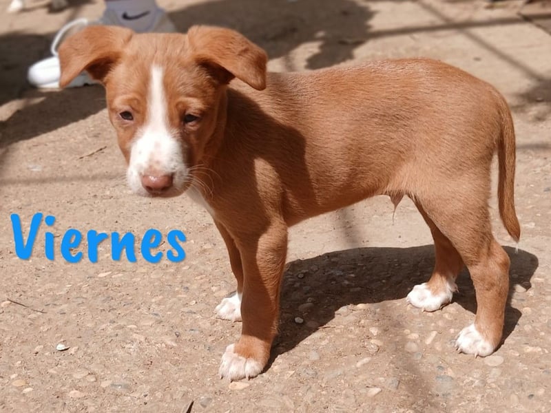 Viernes 01/2025 (ESP) - sozialer und verspielter Podenco Bub!