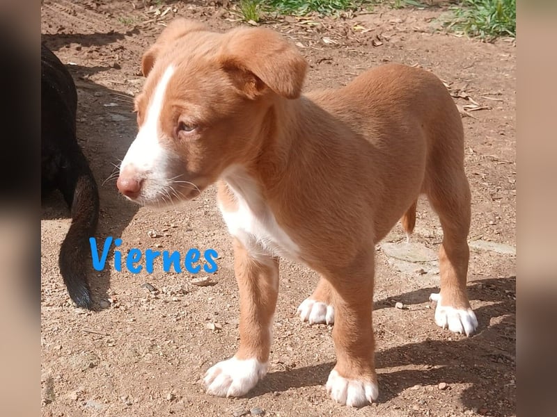 Viernes 01/2025 (ESP) - sozialer und verspielter Podenco Bub!