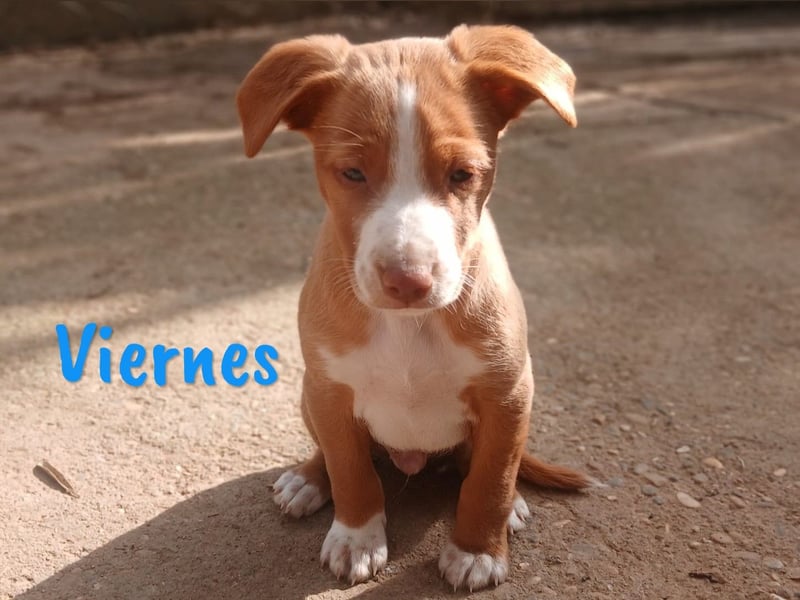 Viernes 01/2025 (ESP) - sozialer und verspielter Podenco Bub!