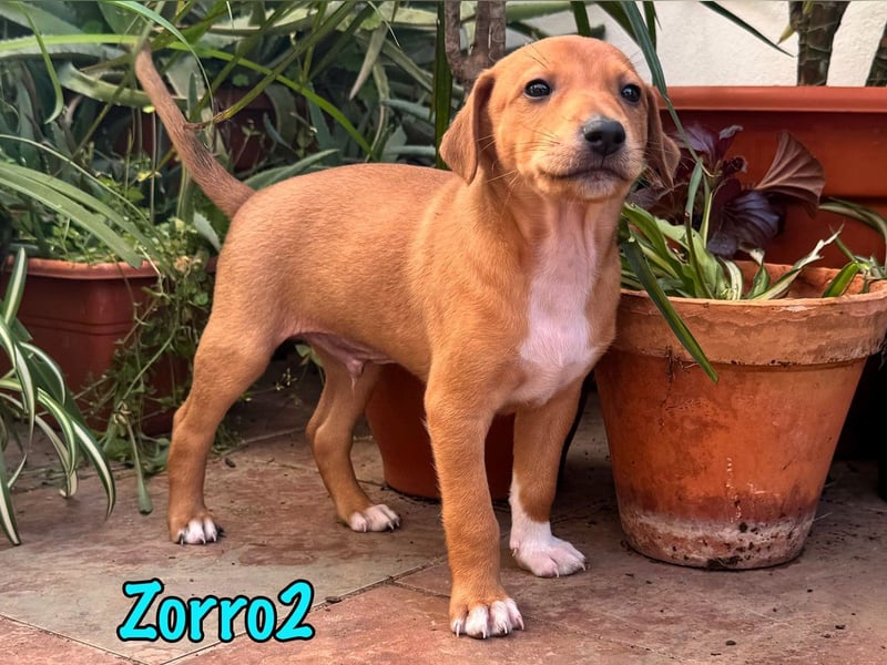 Zorro2 02/2025 (ESP) - cleverer, kleiner Podenco-Bodeguero Mix Welpe!