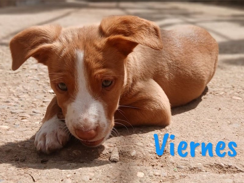 Viernes 01/2025 (ESP) - sozialer und verspielter Podenco Bub!