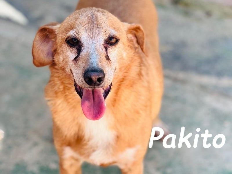 Pakito geb. 08/2017 (ESP) - verschmuster, ruhiger Goldschatz sehnt sich nach Liebe!