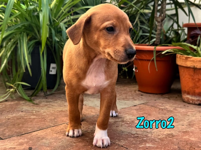 Zorro2 02/2025 (ESP) - cleverer, kleiner Podenco-Bodeguero Mix Welpe!