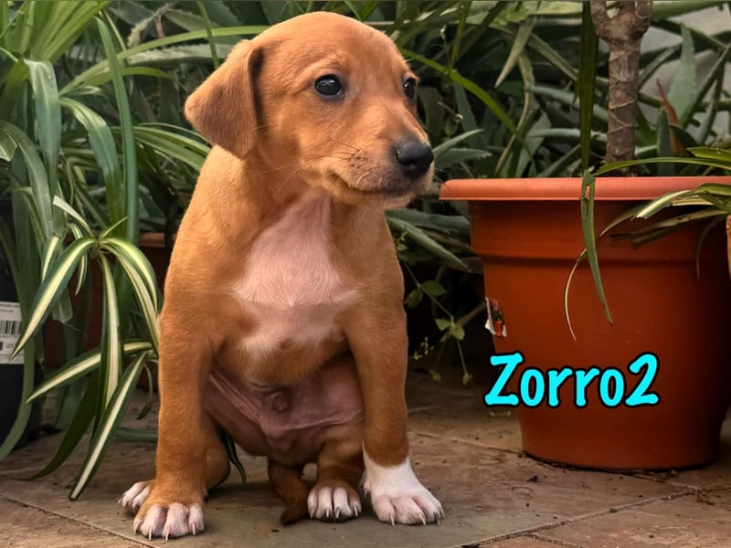 Zorro2 02/2025 (ESP) - cleverer, kleiner Podenco-Bodeguero Mix Welpe!
