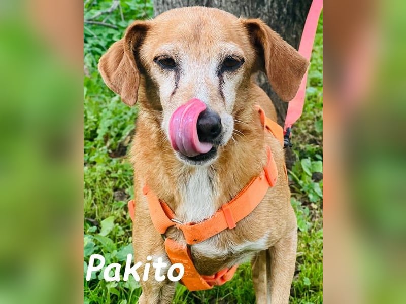 Pakito geb. 08/2017 (ESP) - verschmuster, ruhiger Goldschatz sehnt sich nach Liebe!