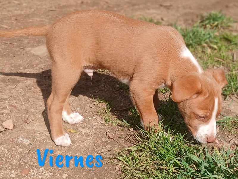 Viernes 01/2025 (ESP) - sozialer und verspielter Podenco Bub!
