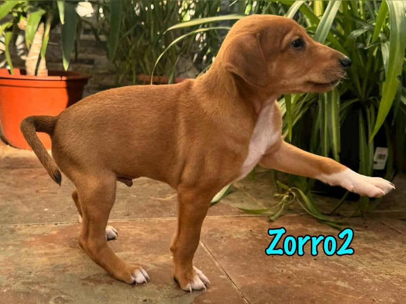 Zorro2 02/2025 (ESP) - cleverer, kleiner Podenco-Bodeguero Mix Welpe!