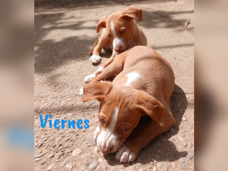Viernes 01/2025 (ESP) - sozialer und verspielter Podenco Bub!
