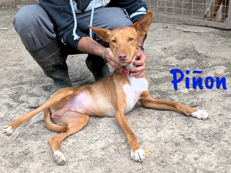 Piñon geb. 03/2024 (ESP) - zutraulicher und verschmuster, junger Podenco!