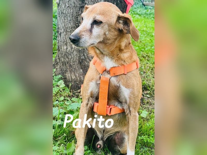 Pakito geb. 08/2017 (ESP) - verschmuster, ruhiger Goldschatz sehnt sich nach Liebe!