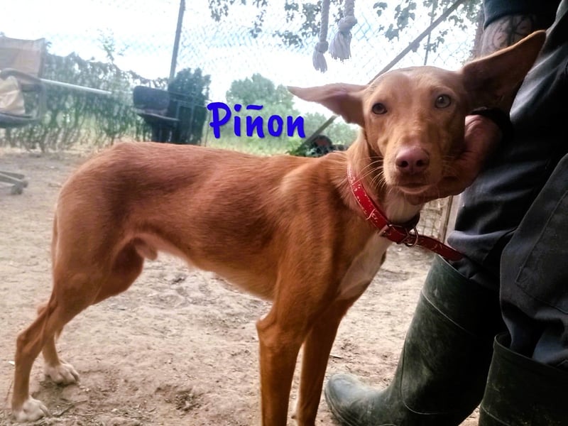 Piñon geb. 03/2024 (ESP) - zutraulicher und verschmuster, junger Podenco!