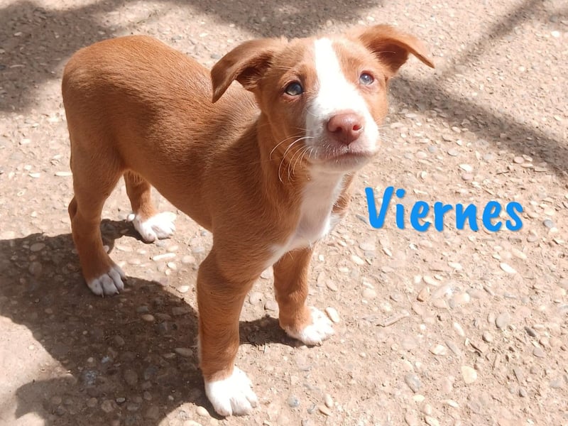 Viernes 01/2025 (ESP) - sozialer und verspielter Podenco Bub!