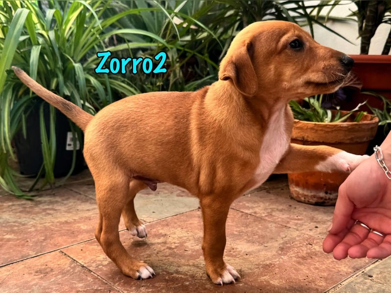 Zorro2 02/2025 (ESP) - cleverer, kleiner Podenco-Bodeguero Mix Welpe!