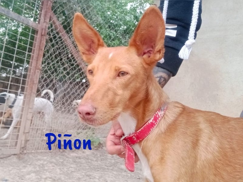 Piñon geb. 03/2024 (ESP) - zutraulicher und verschmuster, junger Podenco!