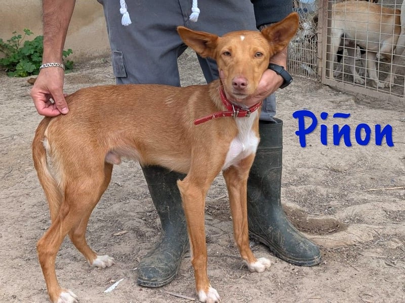 Piñon geb. 03/2024 (ESP) - zutraulicher und verschmuster, junger Podenco!