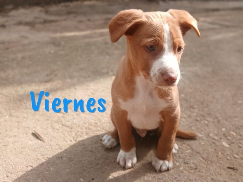Viernes 01/2025 (ESP) - sozialer und verspielter Podenco Bub!