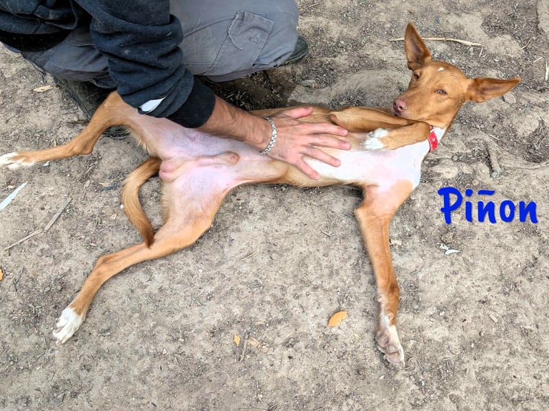 Piñon geb. 03/2024 (ESP) - zutraulicher und verschmuster, junger Podenco!