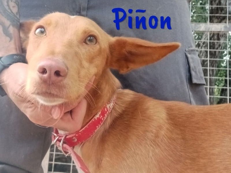 Piñon geb. 03/2024 (ESP) - zutraulicher und verschmuster, junger Podenco!
