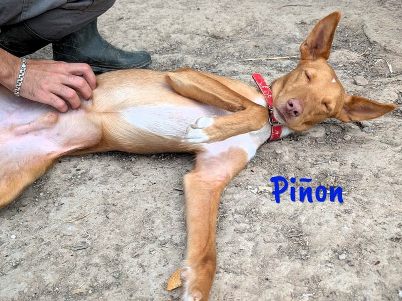 Piñon geb. 03/2024 (ESP) - zutraulicher und verschmuster, junger Podenco!