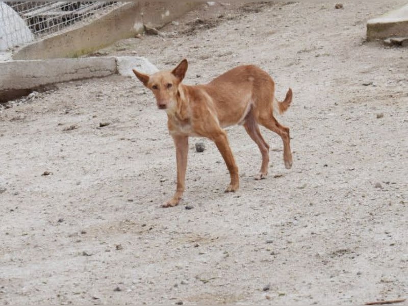 einfühlsame Menschen gesucht für Podenco-Buben