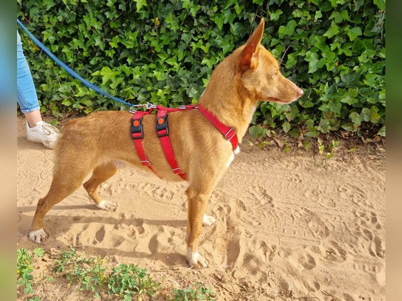 Gimbo - kleiner, lustiger Podenco-Rüde