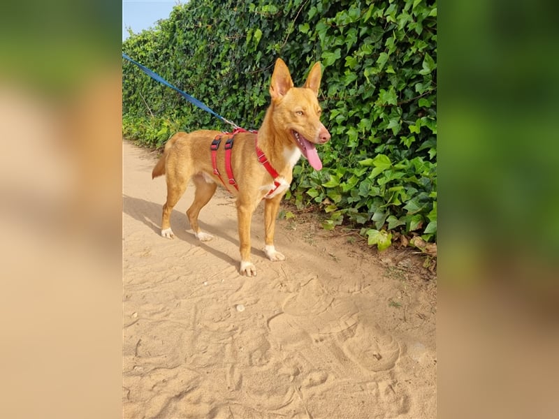 Gimbo - kleiner, lustiger Podenco-Rüde