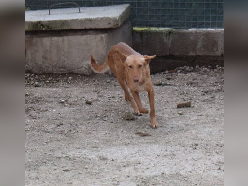 einfühlsame Menschen gesucht für Podenco-Buben