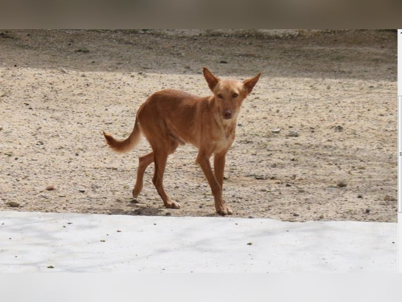 einfühlsame Menschen gesucht für Podenco-Buben