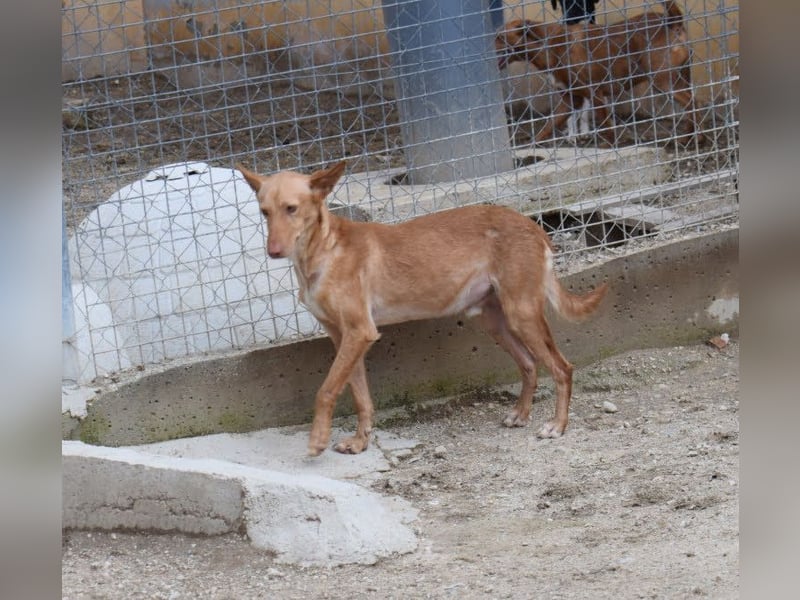 einfühlsame Menschen gesucht für Podenco-Buben