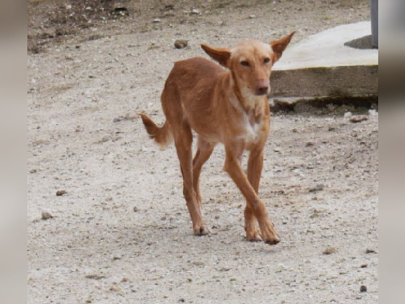 einfühlsame Menschen gesucht für Podenco-Buben